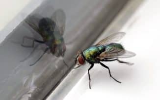 Pupes de mouche dans la maison : comment se débarrasser de ce problème ?
