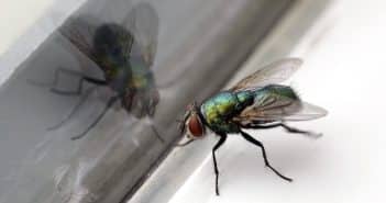 Pupes de mouche dans la maison : comment se débarrasser de ce problème ?