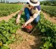 Quelles sont les tâches d’un agriculteur