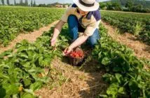 Quelles sont les tâches d’un agriculteur