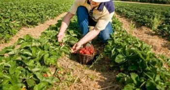 Quelles sont les tâches d’un agriculteur