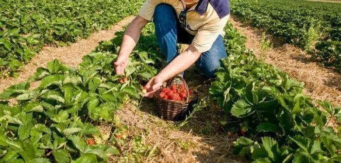 Quelles sont les tâches d’un agriculteur