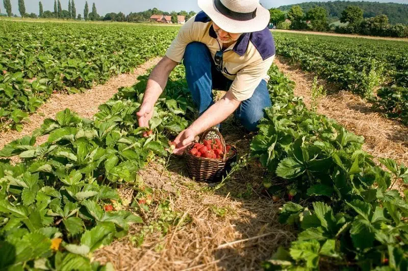 Quelles sont les tâches d’un agriculteur