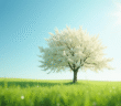 Arbre en fleurs blanches dans un champ ensoleille