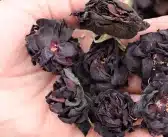 La Rose Noire – Une Fleur qui Incarne le Courage et la Force