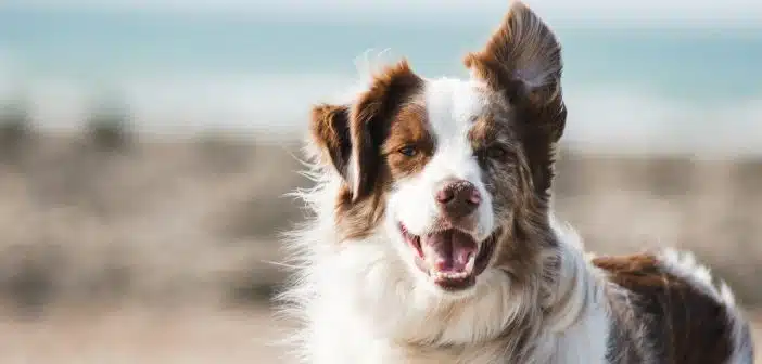 white and brown long coat large dog