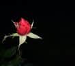 a red rose with green leaves