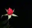 a red rose with green leaves