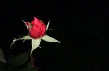 a red rose with green leaves