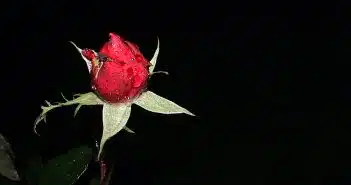 a red rose with green leaves