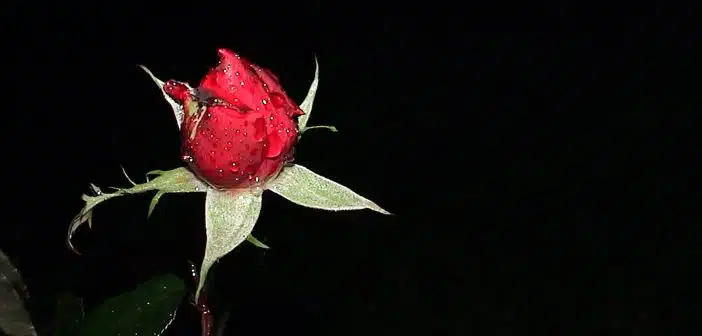 a red rose with green leaves